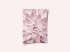 Pink Succulent