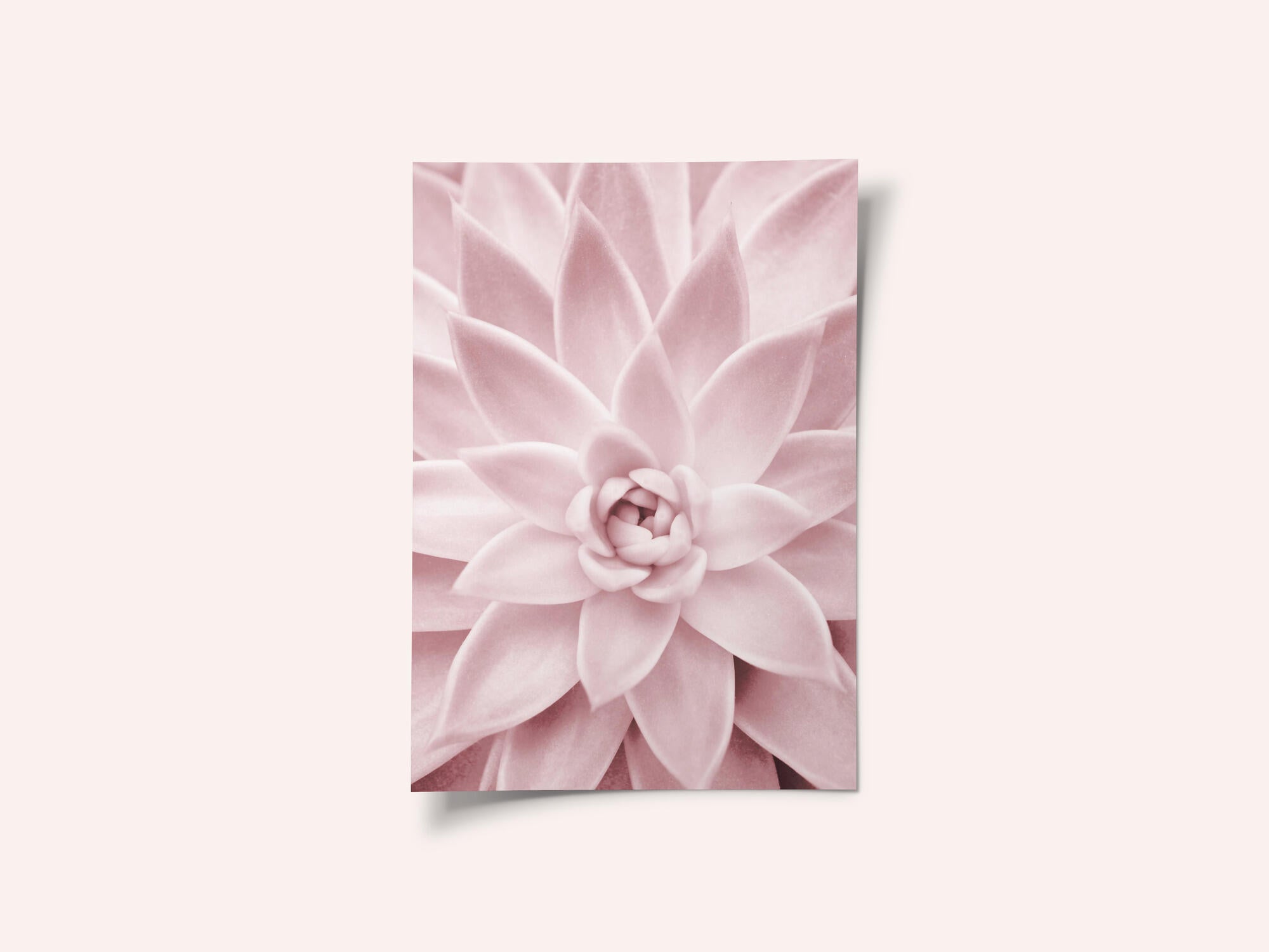 Pink Succulent