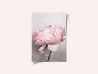 Peony