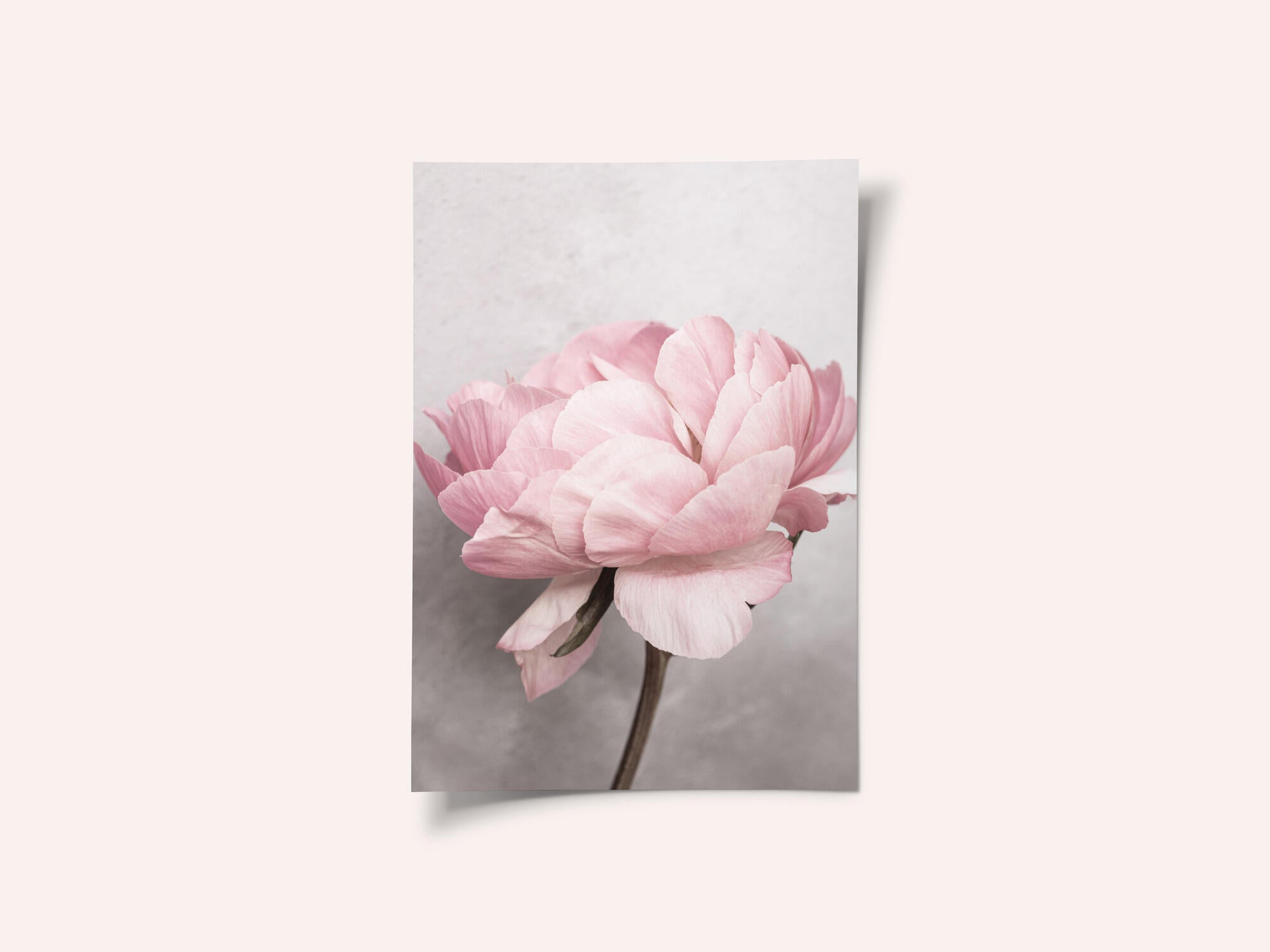 Peony