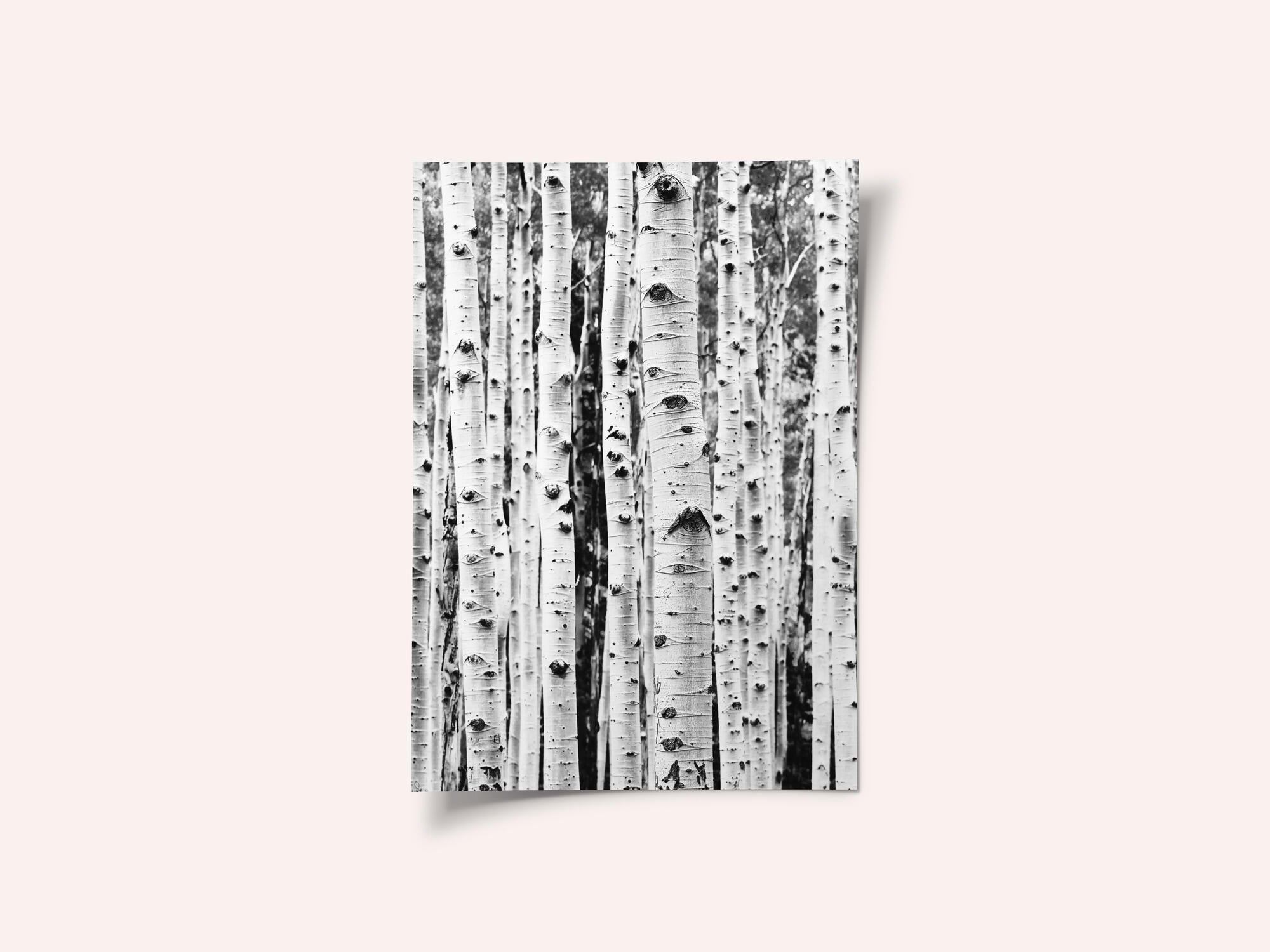 Birches