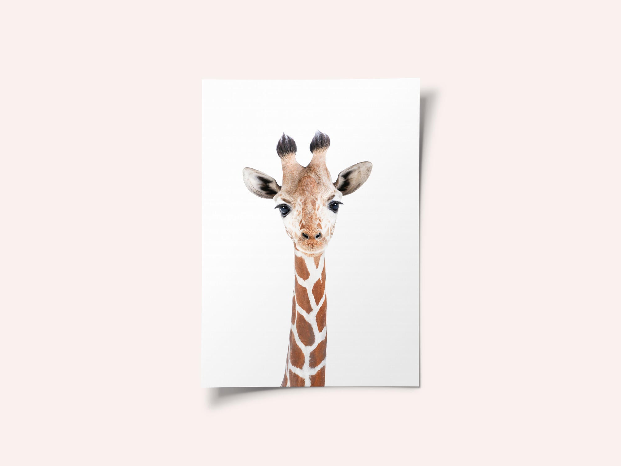 Baby Giraffe