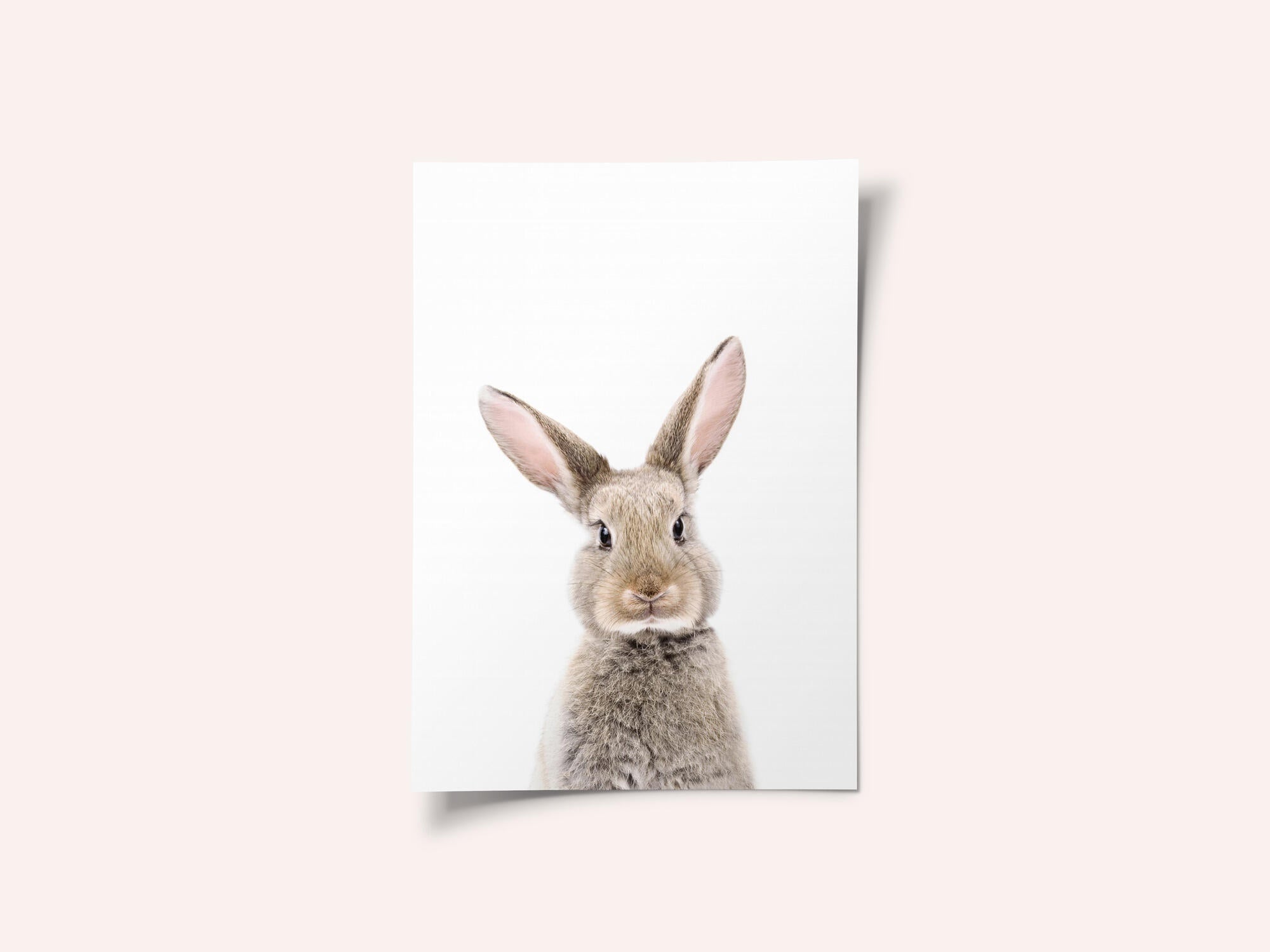 Baby Rabbit