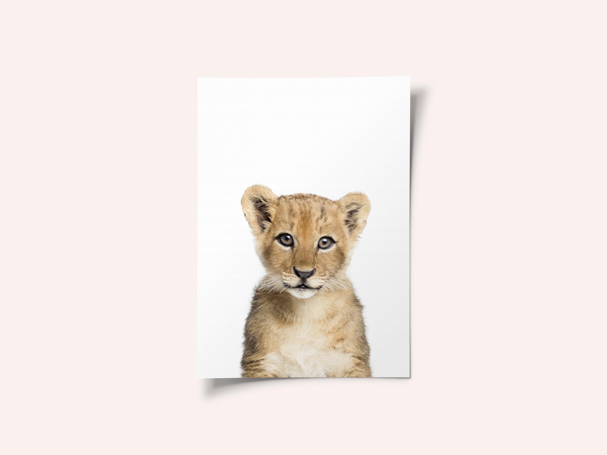 Baby Lion