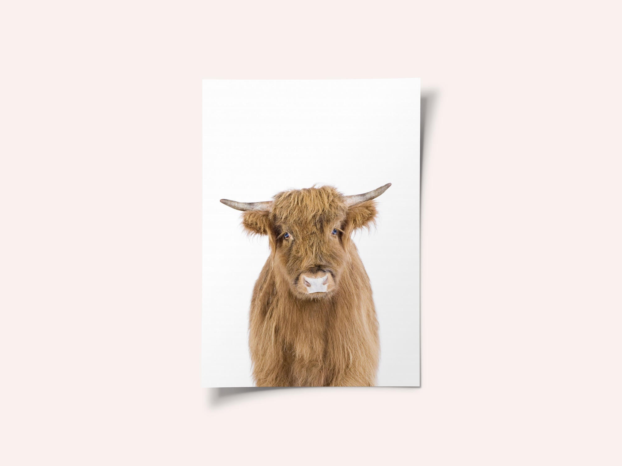 Baby Cow