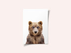 Baby Bear