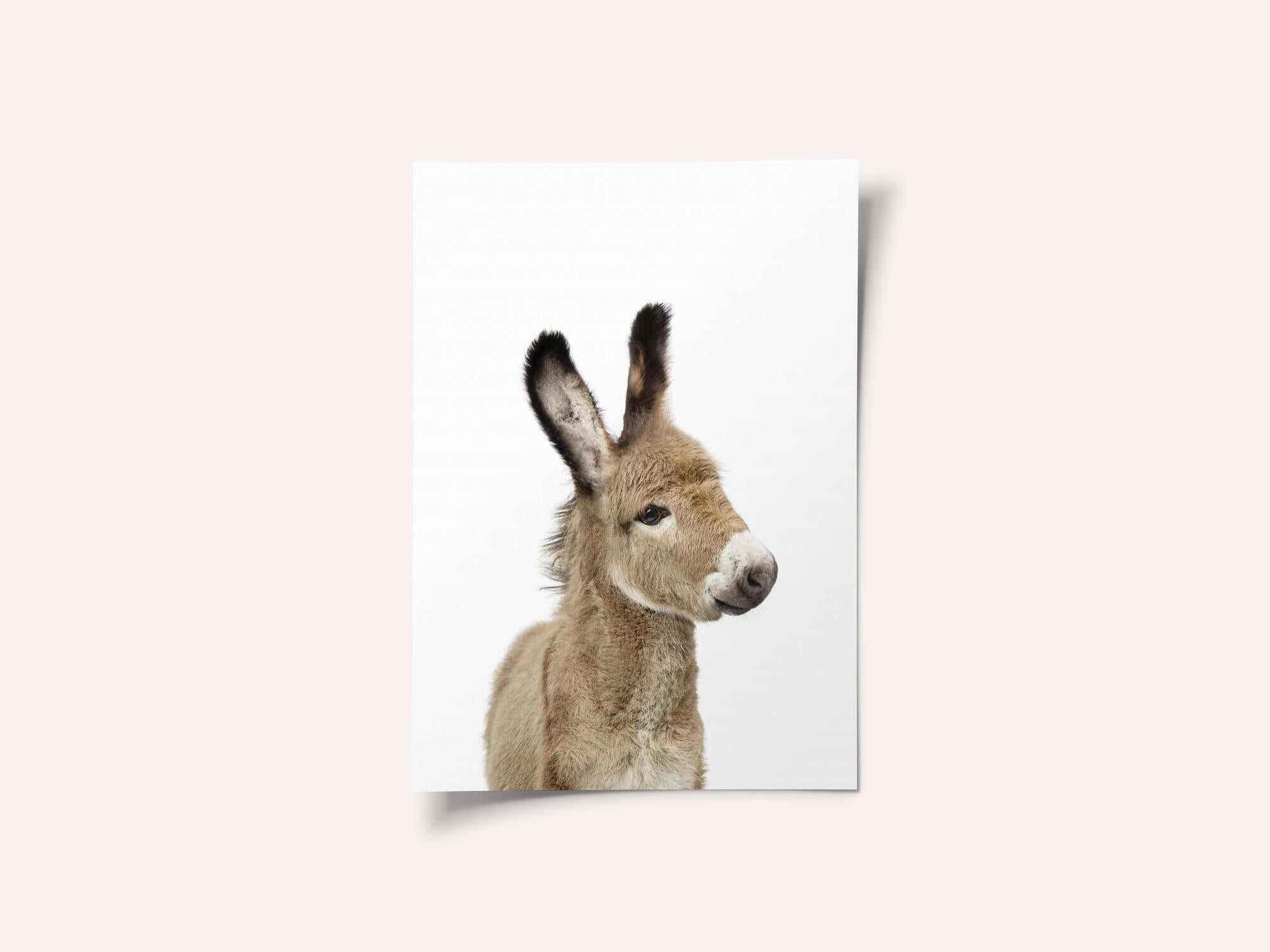 Baby Donkey