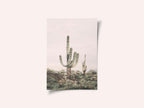 Pink Saguaro