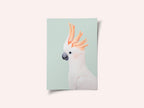 Cockatoo