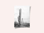 Saguaro B&amp;W