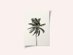 Windy Palm Tree