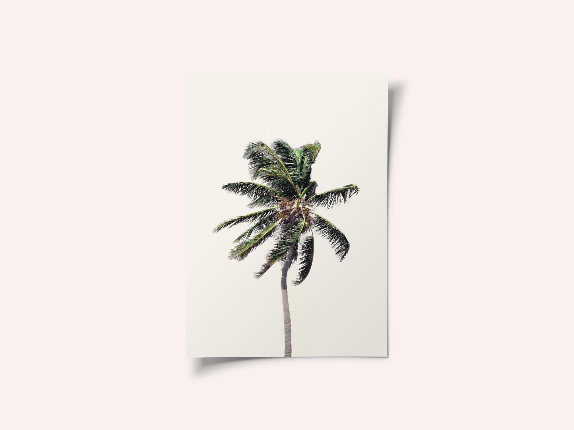 Windy Palm Tree