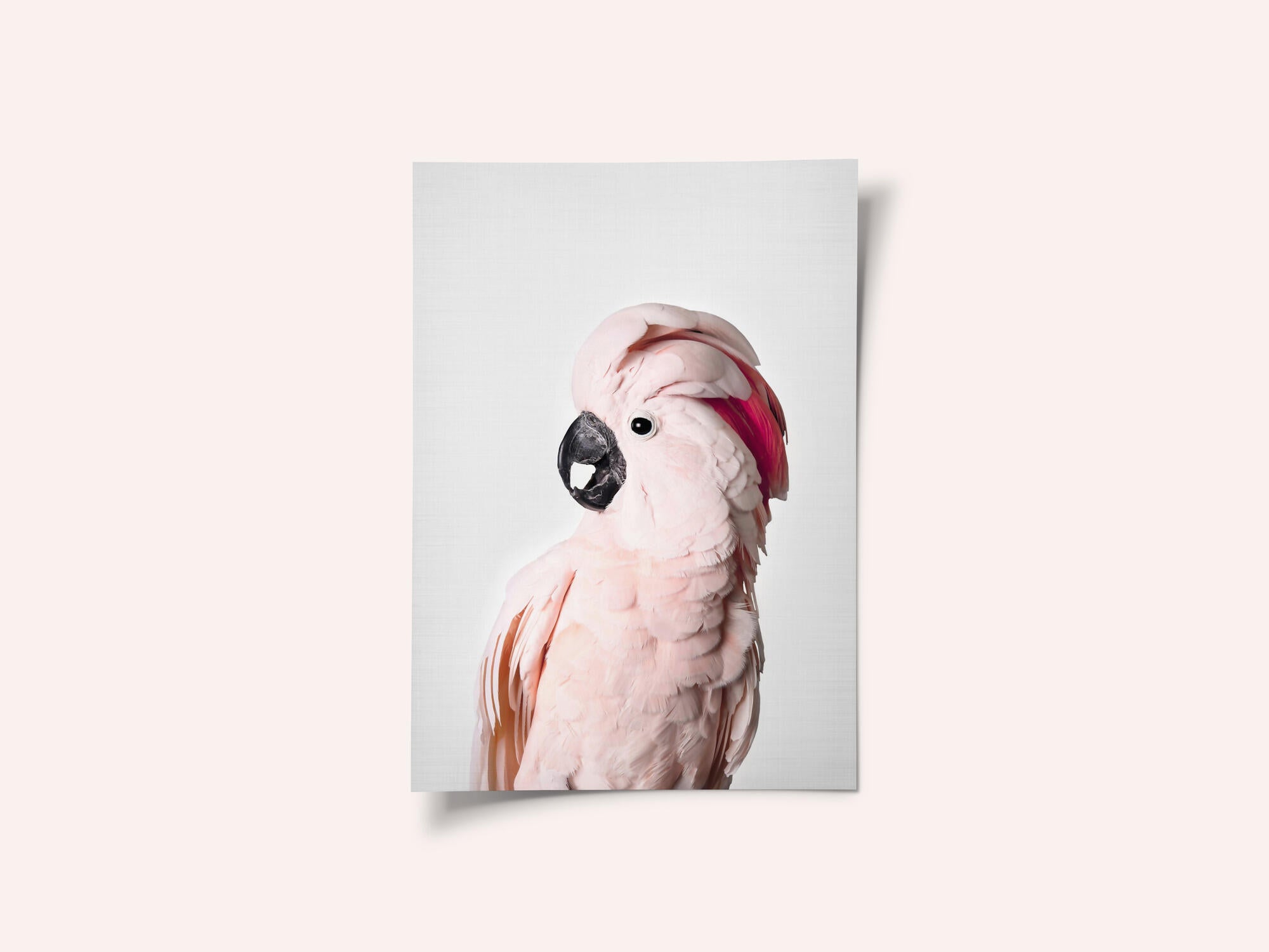 Pink Cockatoo