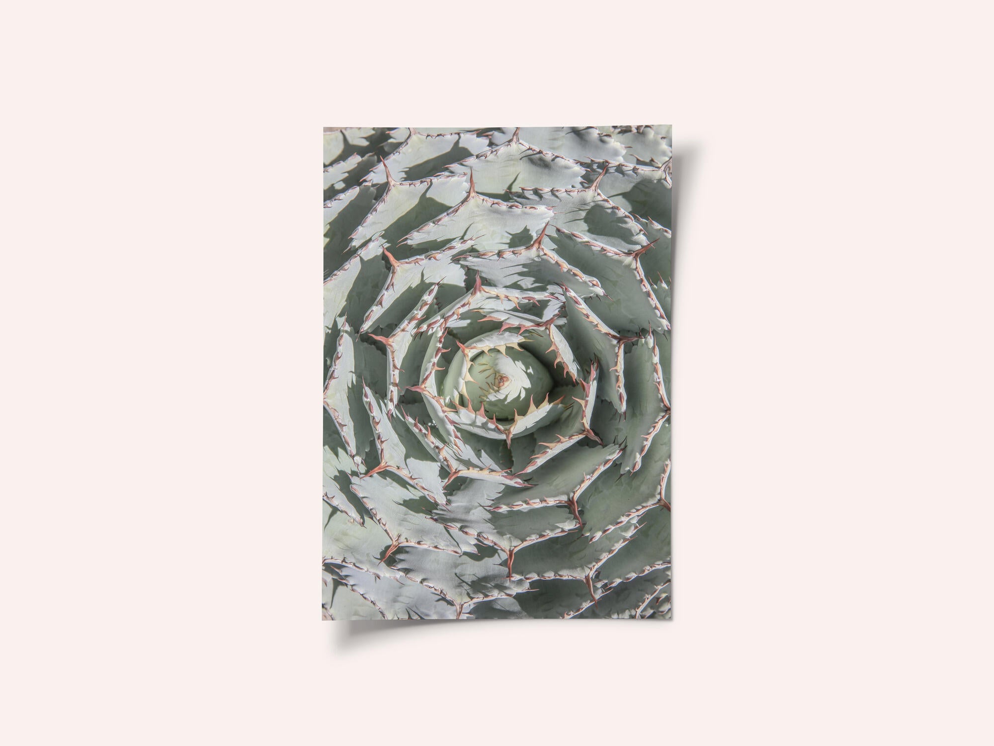 Spiral Succulent Maze