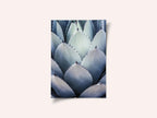 Agave Geometry
