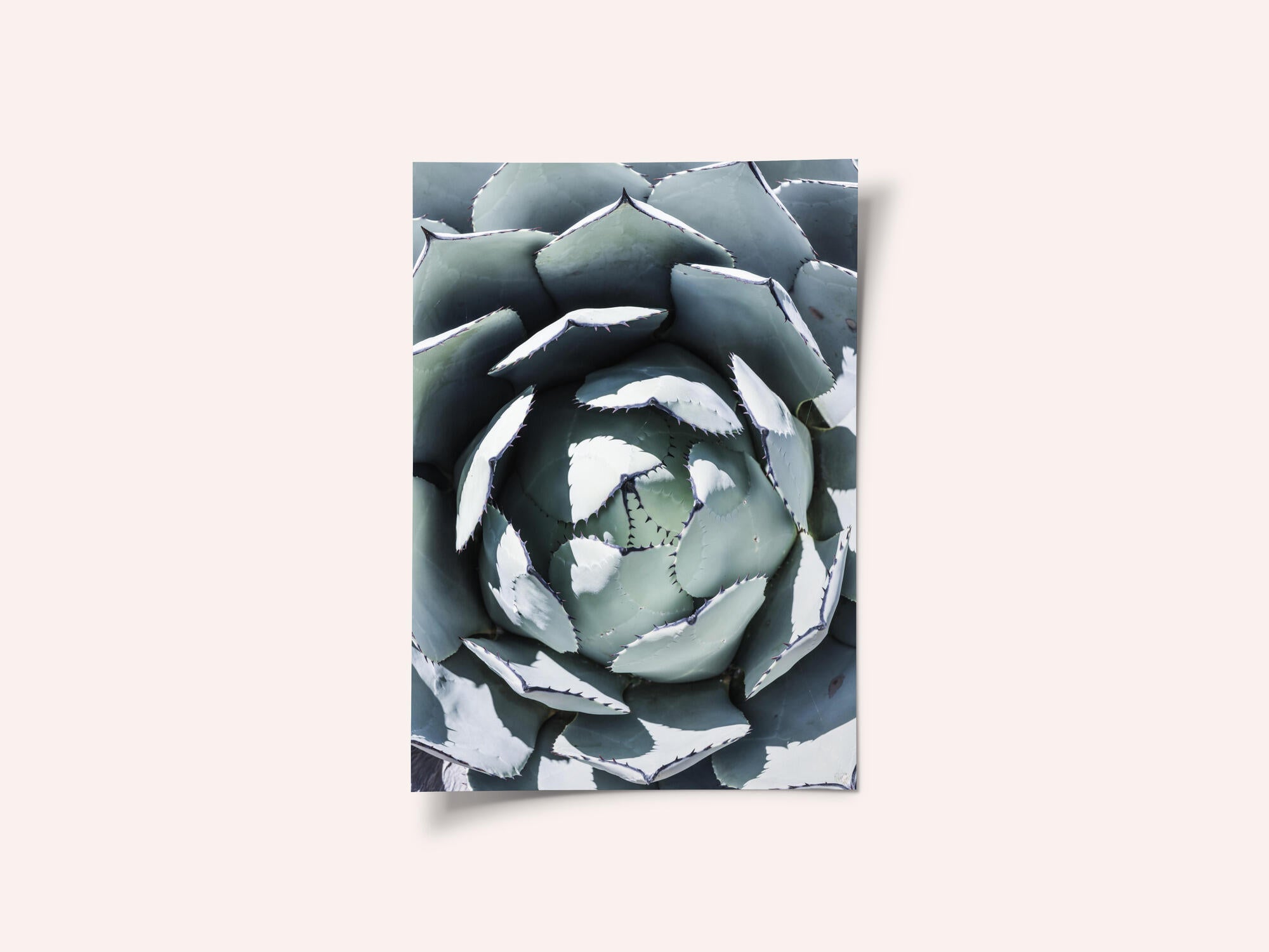 Agave Spiral Dance