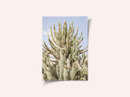 Cactus Symphony
