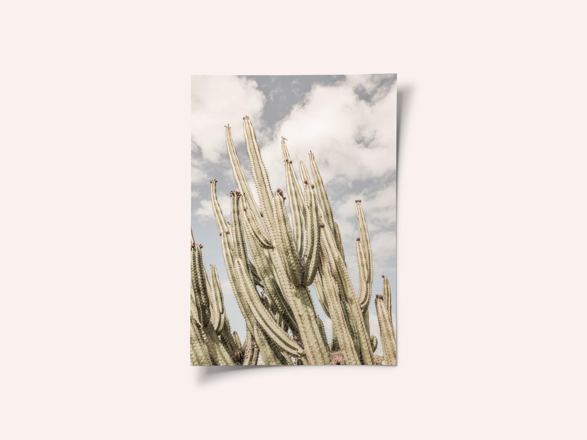 Desert Sentinels