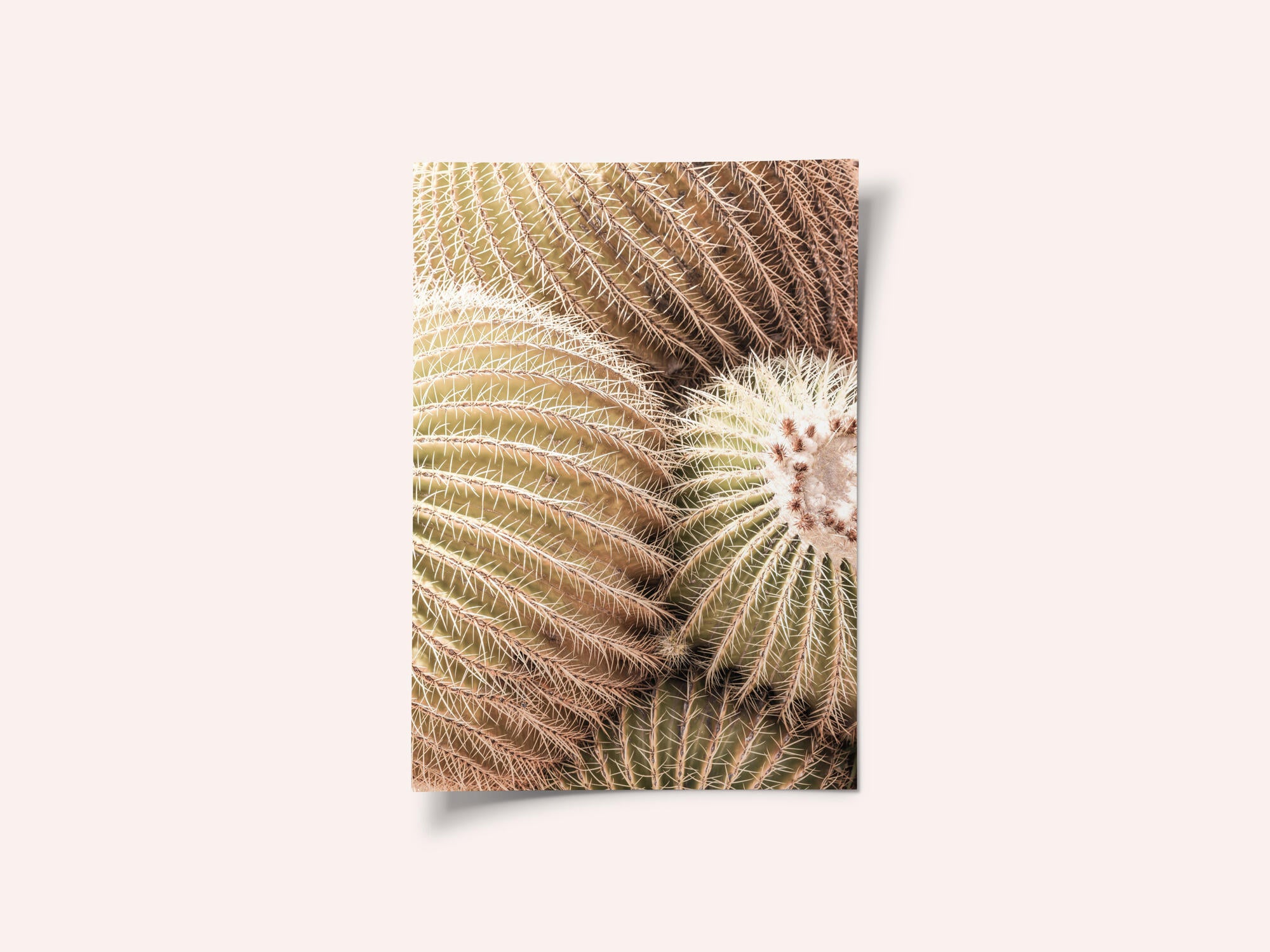Spiral of Spines