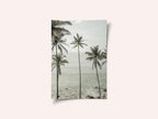 Tropical Dreams
