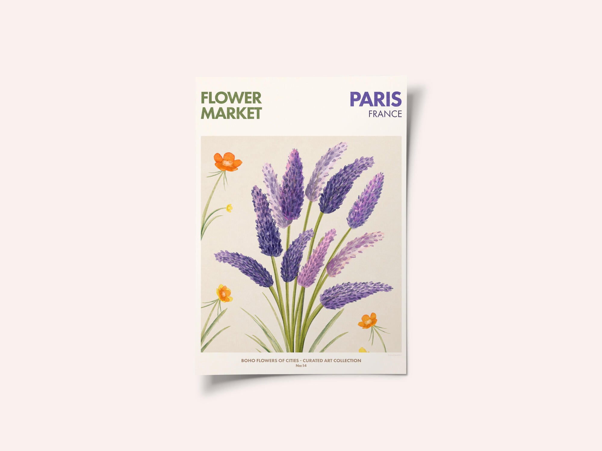 Lavender Blooms