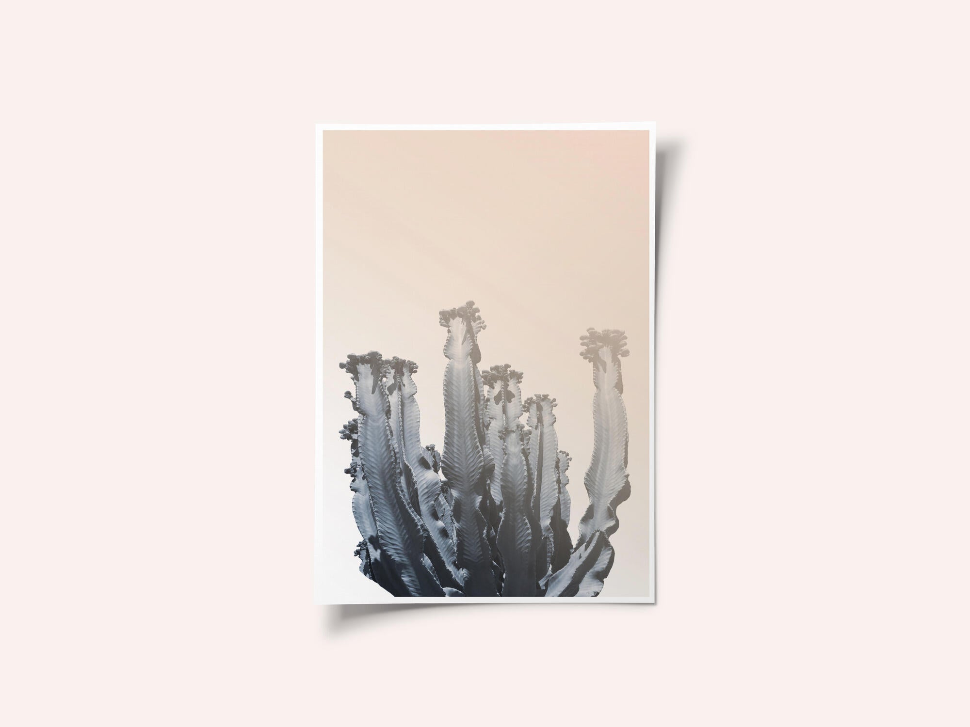 Cactus Silhouettes