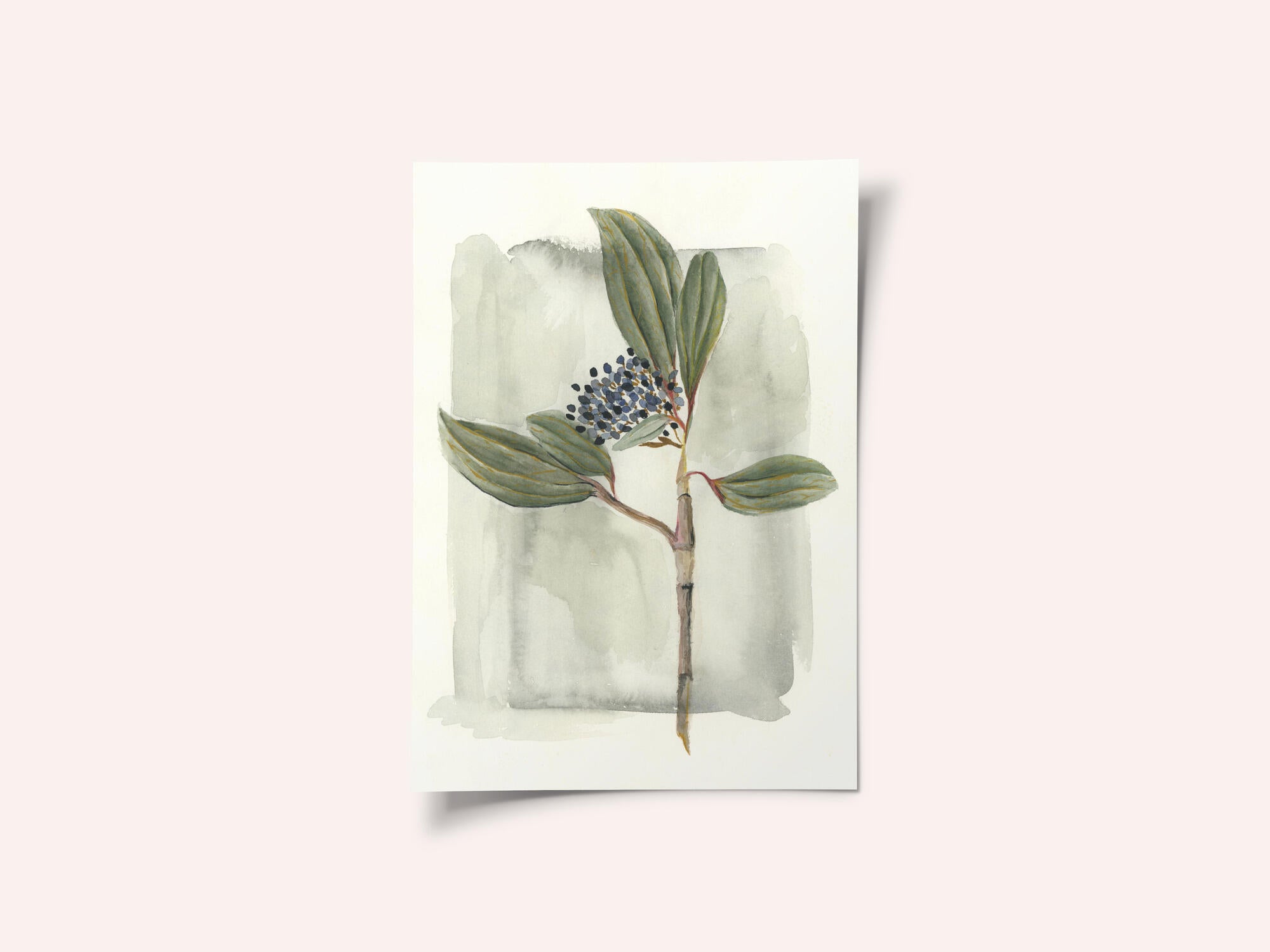 Viburnum davidii