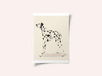 Pandc Dalmation