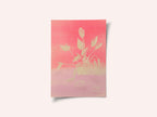 Raspberry Dream