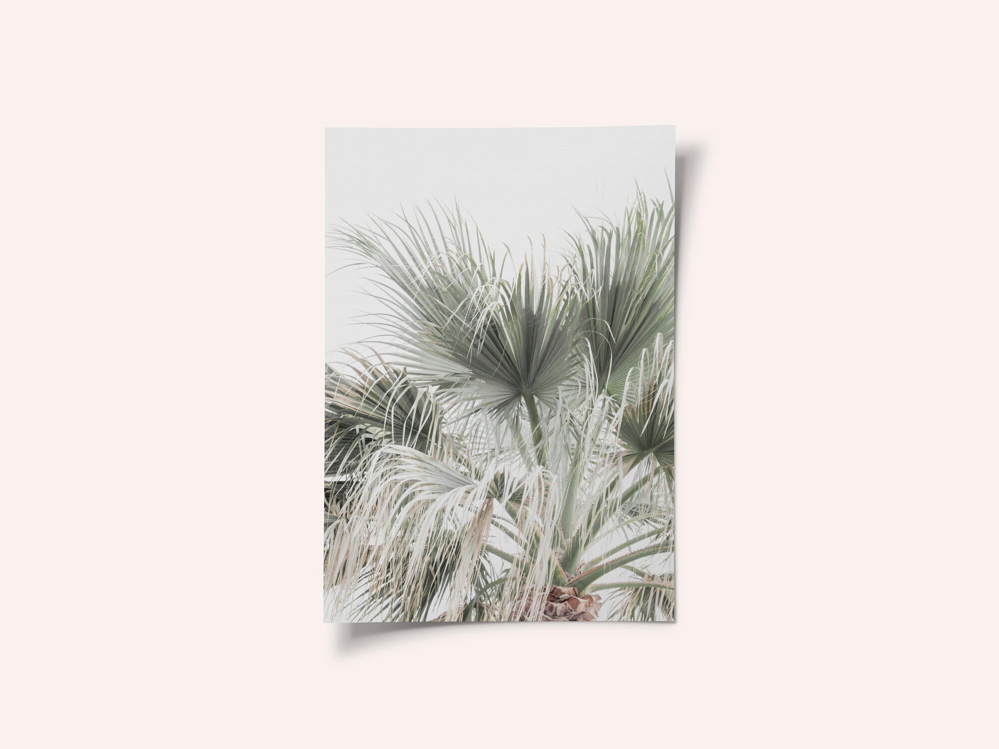 Palm Leaf