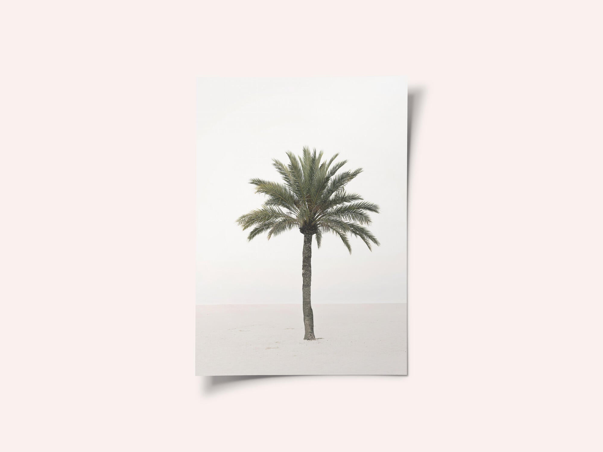 Palm