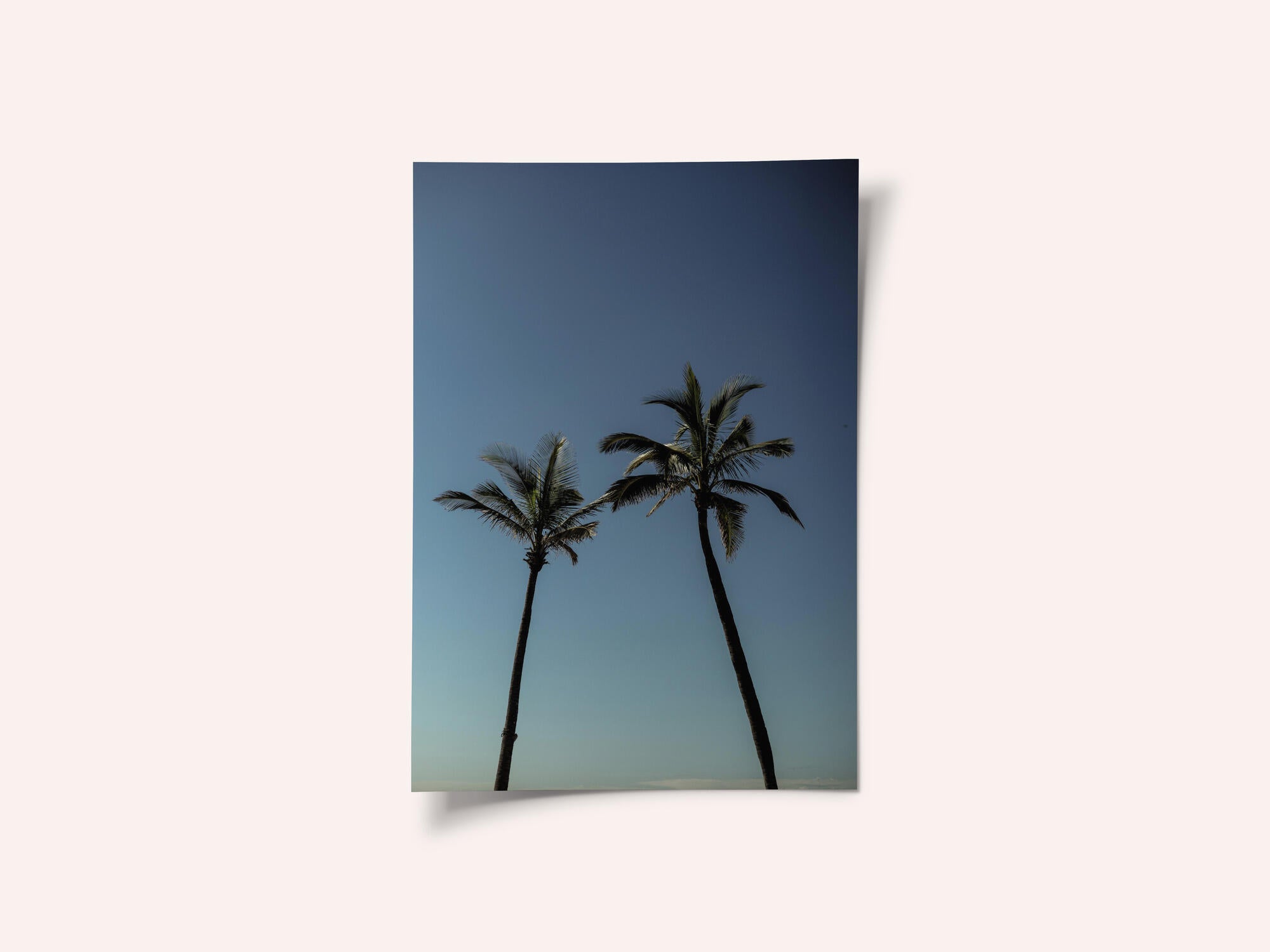 Tropical Palm Silhouettes