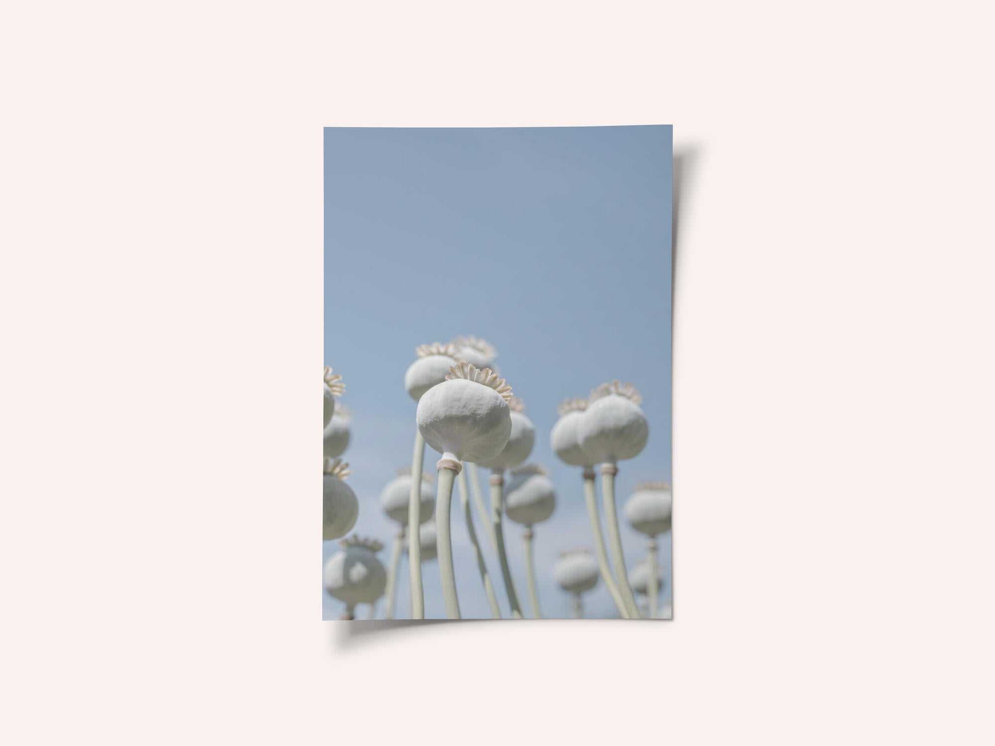 Poppyseed bulbs in mint and retro blue - nature photography
