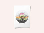 Protea Sunset Bloom