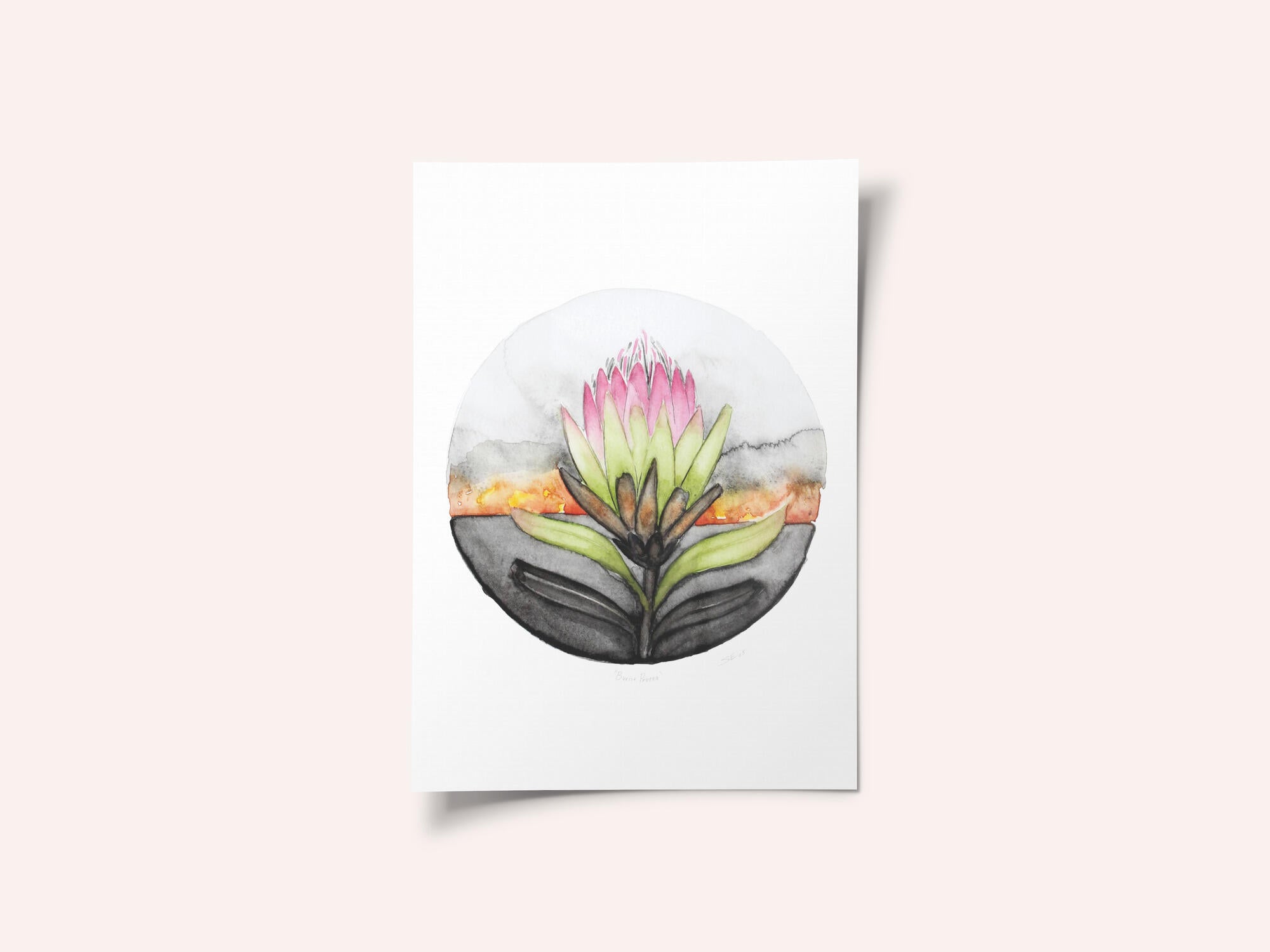 Protea Sunset Bloom
