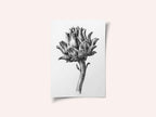 Artichoke By Jean Bernard