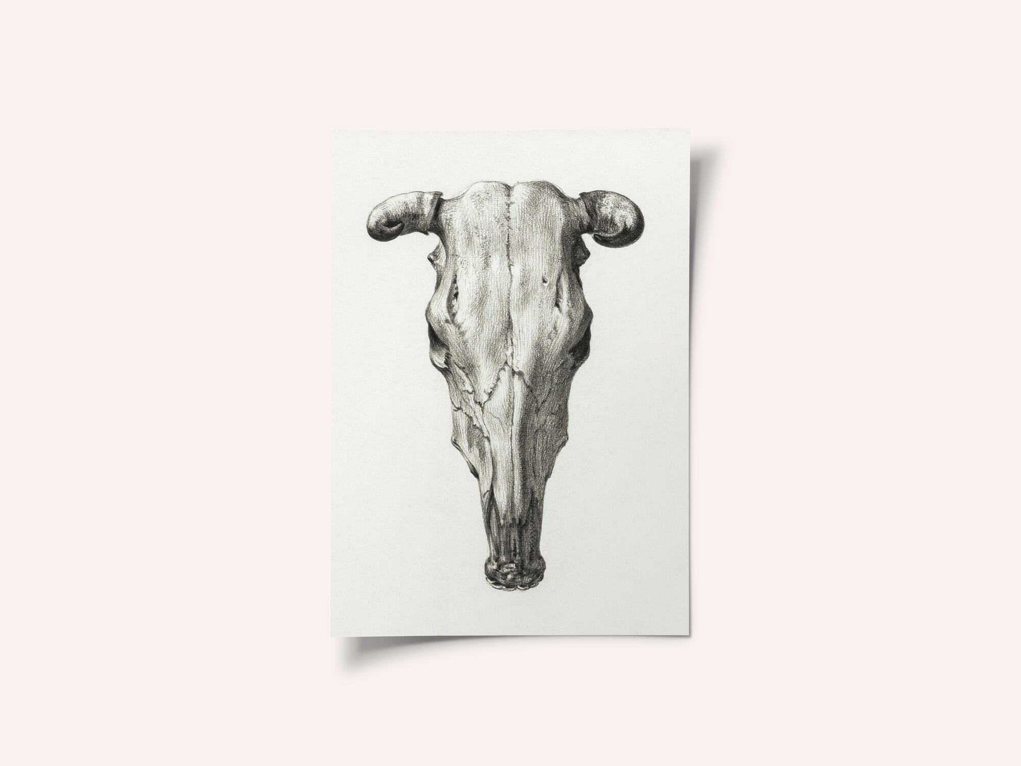 Skull of a Cow Front  View(1816)