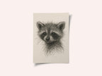 Curious Baby Raccoon