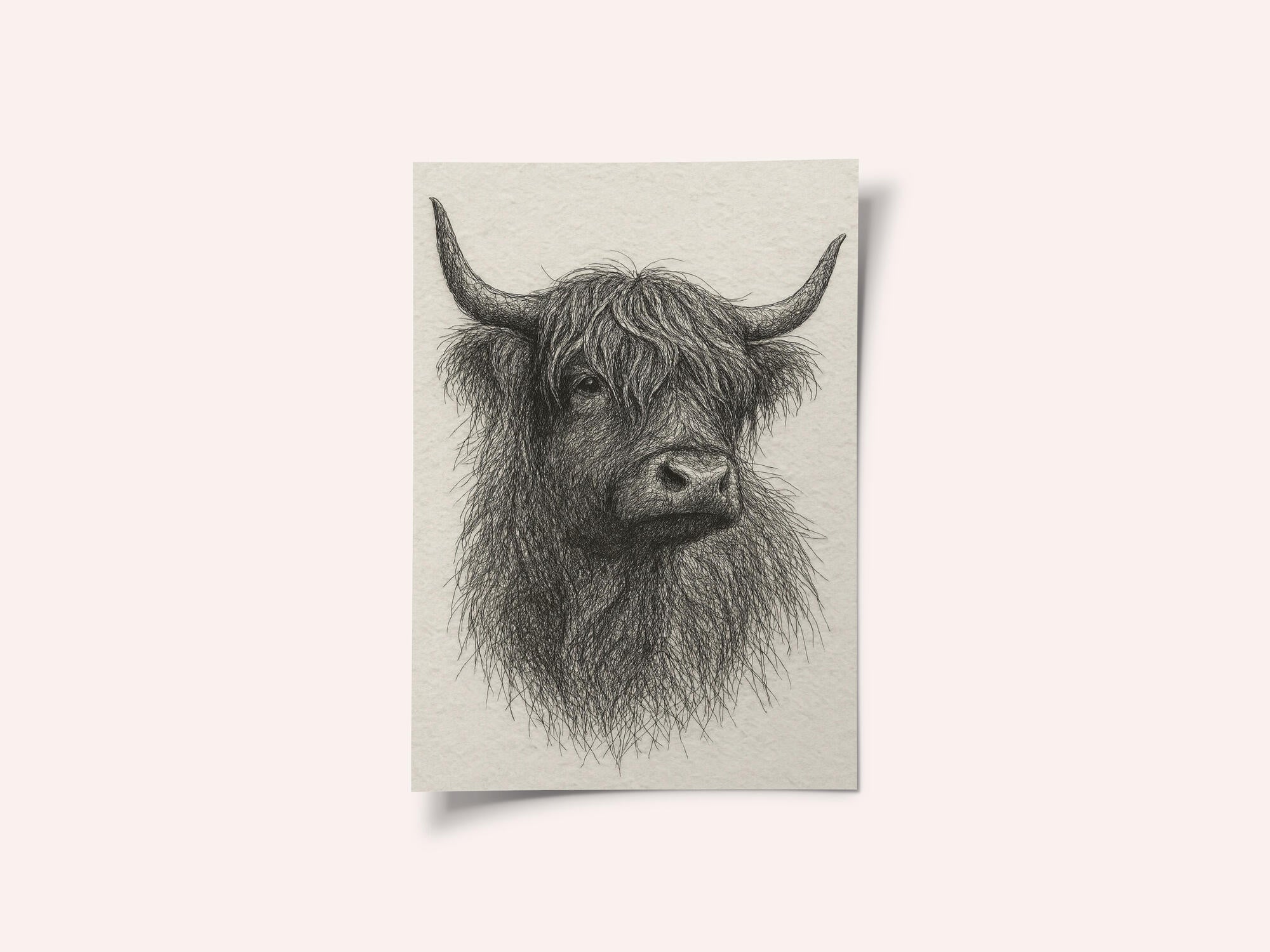 Shaggy Highland Bull