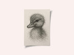 Fluffy Duckling Sketch