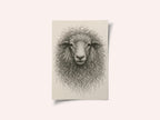 Textured Wool Sheep