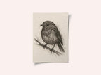 Small Bird Sketch