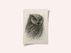 Scribbled Owl Gaze