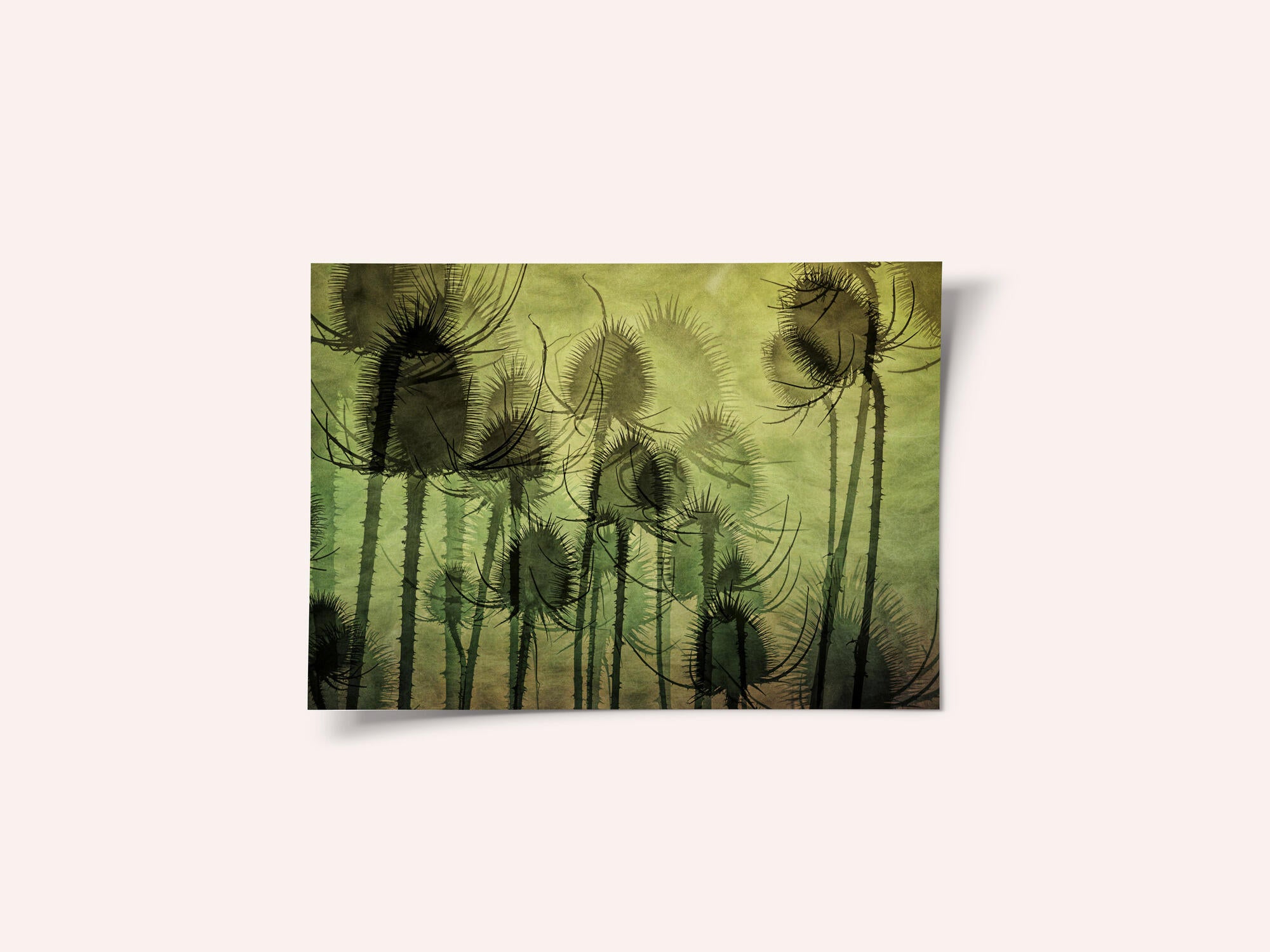 Wild Teasel