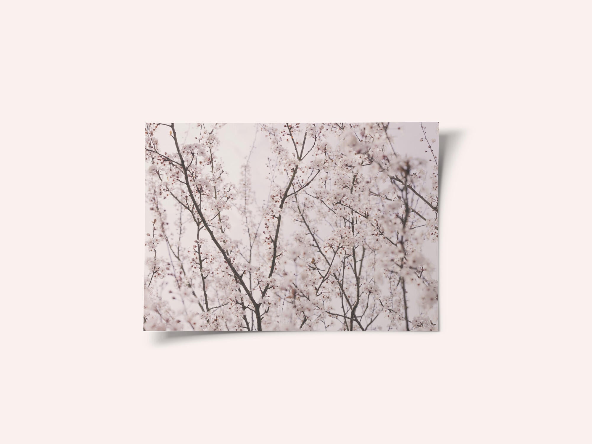 Spring blossoms