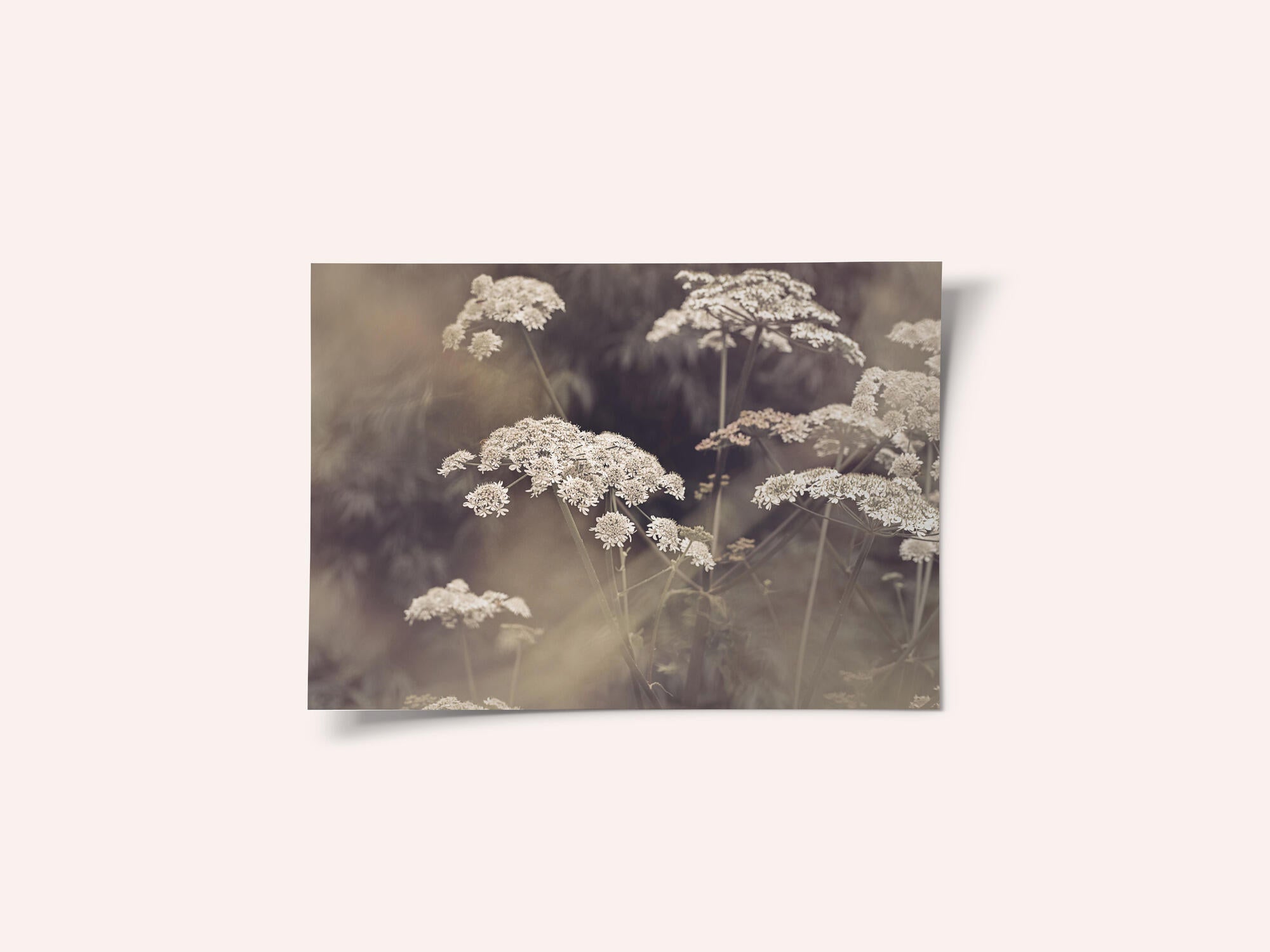 Wild Parsley