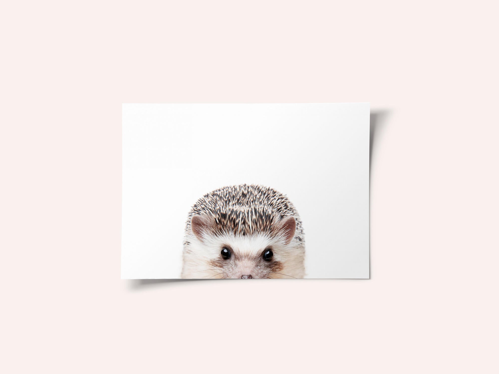 Peeking Hedgehog