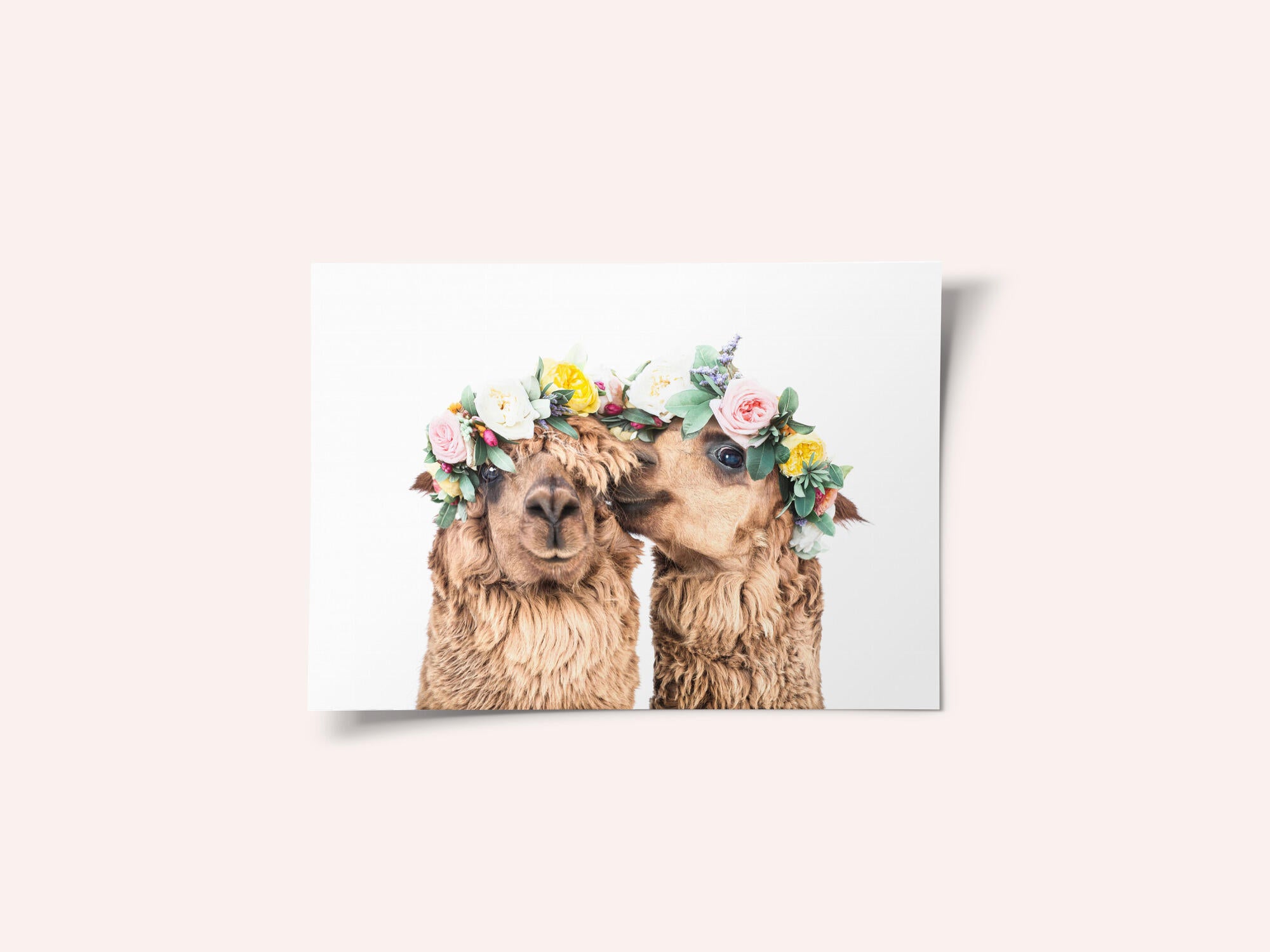Boho Alpacas