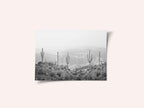 Western Cactus