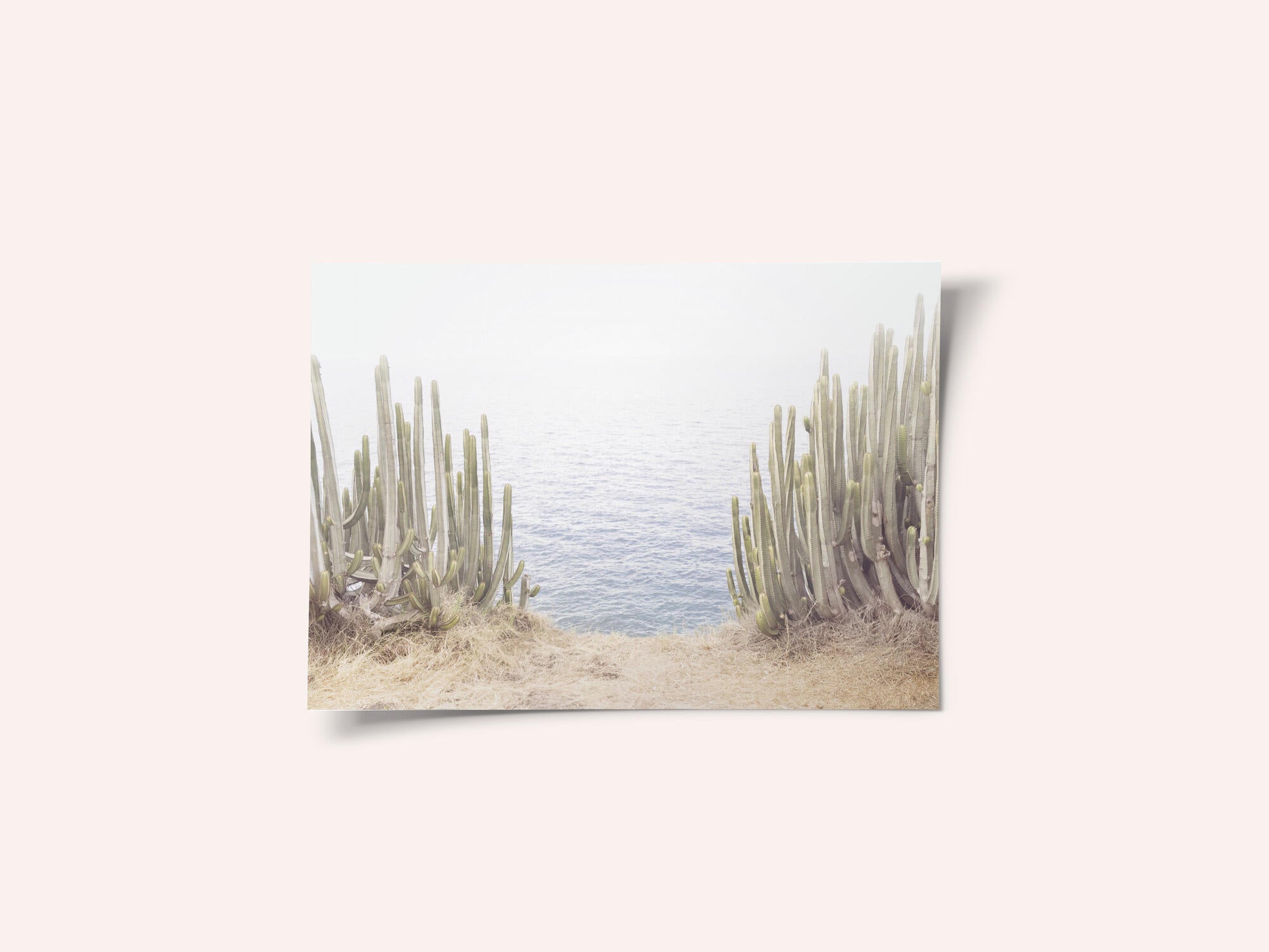 Ocean Cactus